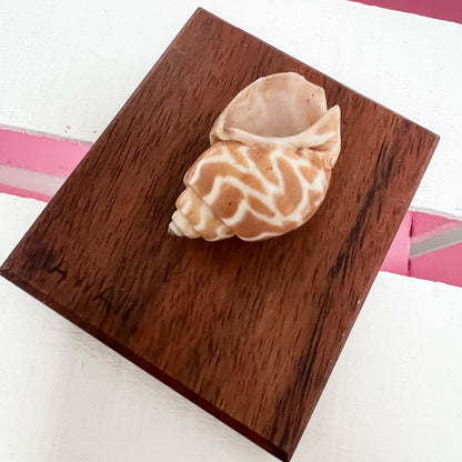 Vintage Hawaiian Shell Art Set