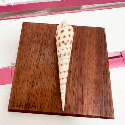 Vintage Hawaiian Shell Art Set