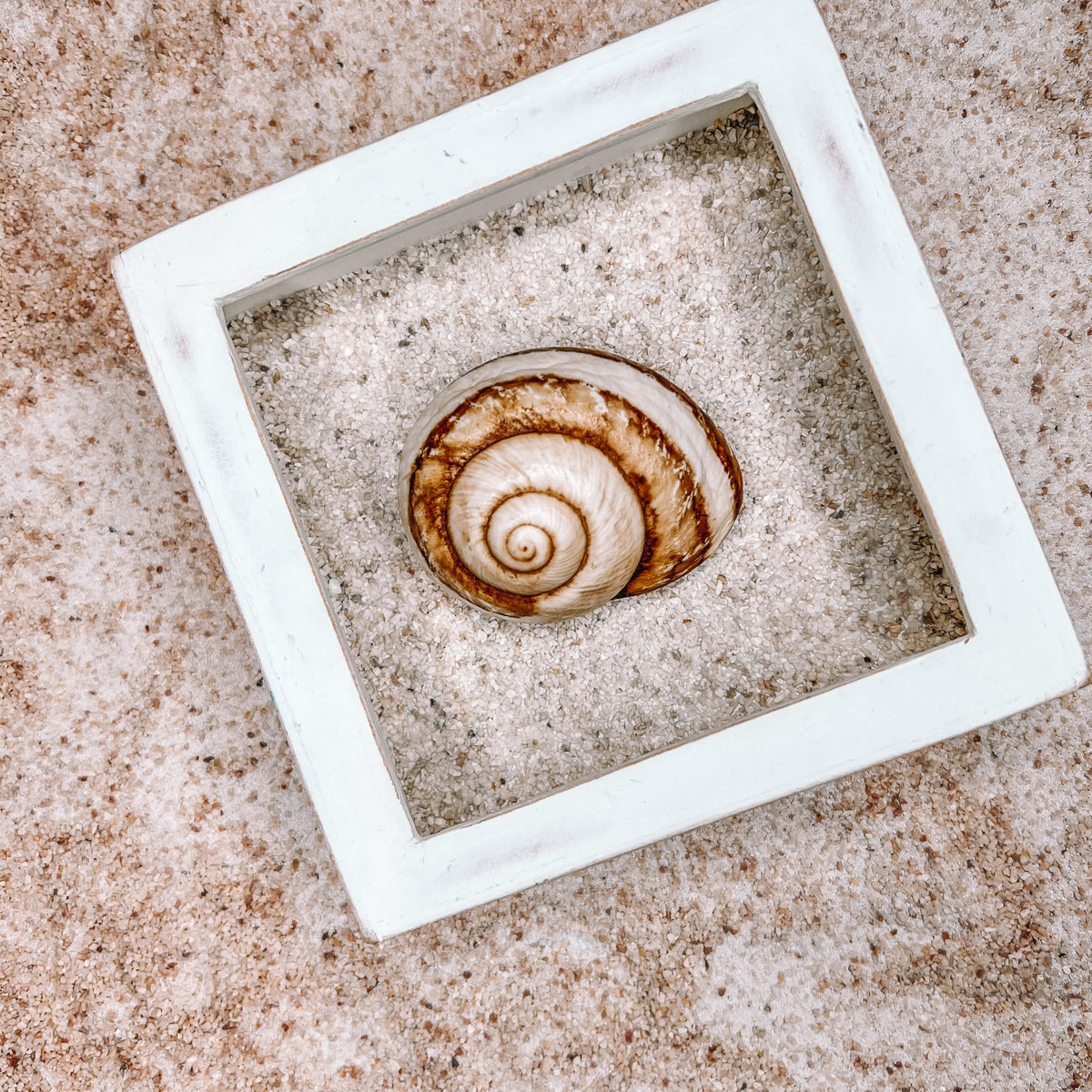Framed Sea Shell
