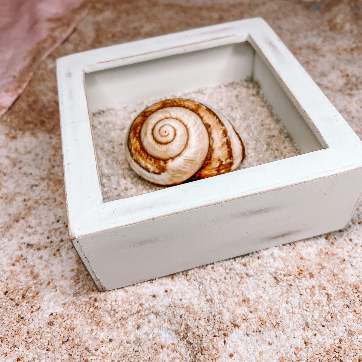 Framed Sea Shell