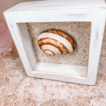 Framed Sea Shell