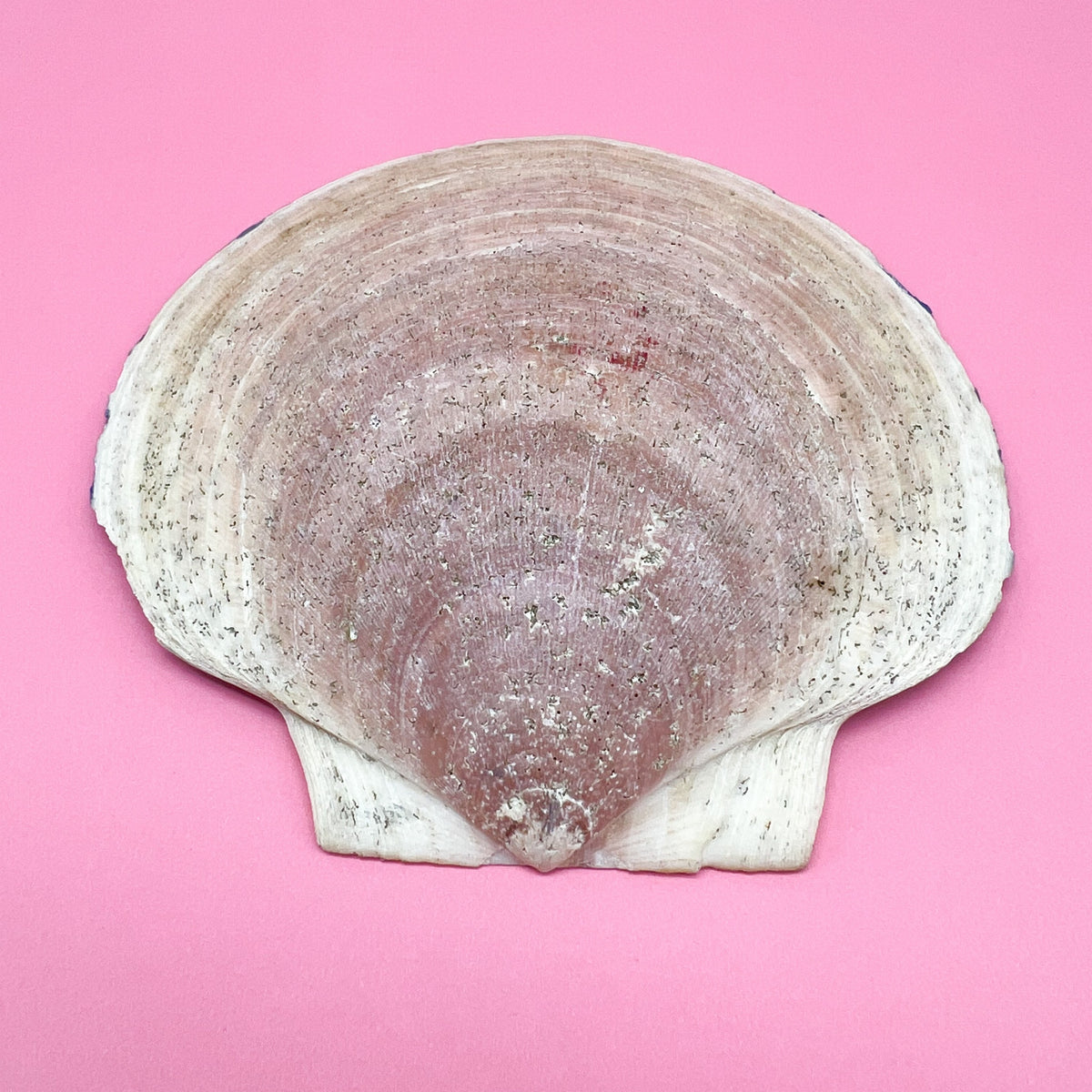 Cape Cod Painted Sea Shell