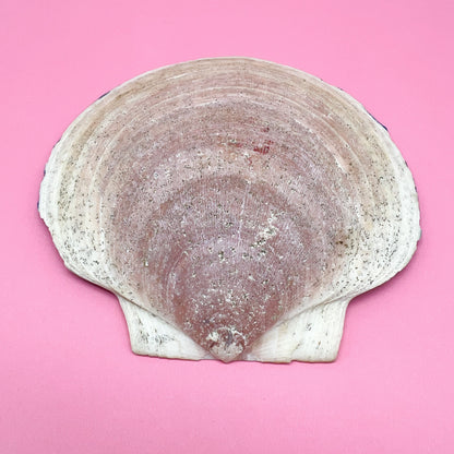 Cape Cod Painted Sea Shell